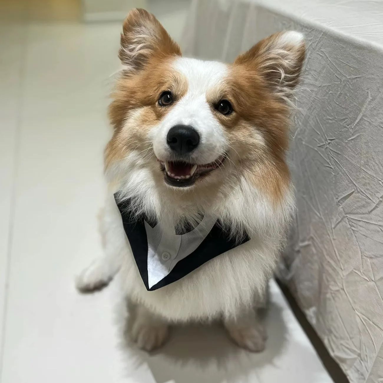 Одежда для собак: модный празд – обзор и цена Suitsupply Wedding Tuxedo